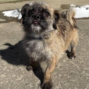 Shih Tzu Dogs Available for Adoption - Lady | PetCurious