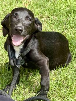 Remi -  Dachshund and Catahoula Leopard Dog Dog for Adoption in Bryan, Texas - Remi | PetCurious