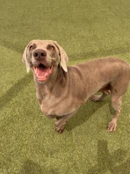 Ruth -  Weimaraner and Mixed Breed Dog for Adoption in Fort Worth, Texas - Ruth | PetCurious