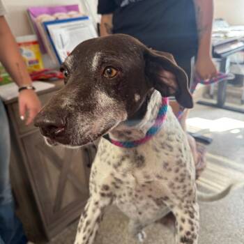 Peach -  German Shorthaired Pointer Dog for Adoption in Fallon, Nevada - Peach | PetCurious