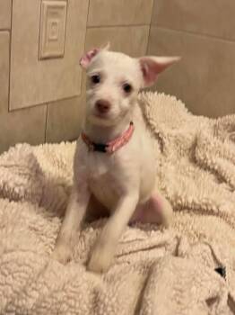 Rescue Poodle and Chihuahua Dogs for Adoption in Cupertino, California - MIA 5 Months Old Almost 7 Pounds | PetCurious