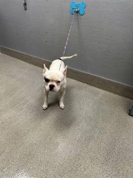 IGOR -  French Bulldog Dog for Adoption in Las Vegas, Nevada - IGOR | PetCurious