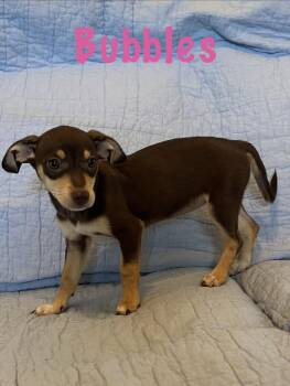 Bubbles -  Basset Hound and Miniature Pinscher Dog for Adoption - Bubbles | PetCurious
