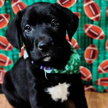 Great Dane and Black Labrador Retriever Dogs Available for Adoption - Vortex | PetCurious