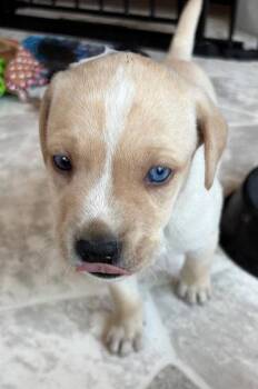 Labrador Retriever Dogs Available for Adoption in Newport, Kentucky - Highland | PetCurious