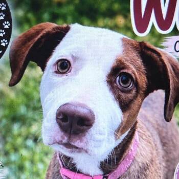 Berdie -  Catahoula Leopard Dog and Shepherd Dog for Adoption in Greenfield, Indiana - Berdie | PetCurious