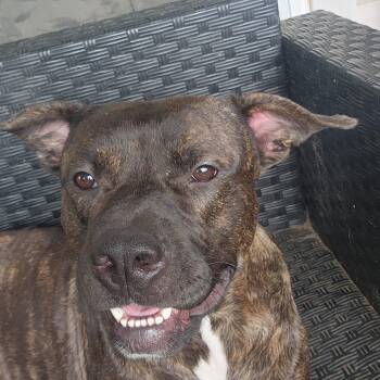 Rescue Pit Bull Terrier Dogs for Adoption in Owasso, Oklahoma - Prince | PetCurious