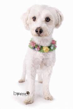 Rescue Maltese and Miniature Poodle Dogs for Adoption in Newport Beach, California - Patsy | PetCurious