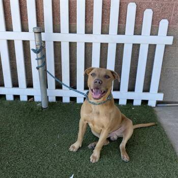 ROLLO -  Pit Bull Terrier Dog for Adoption in Modesto, California - ROLLO | PetCurious