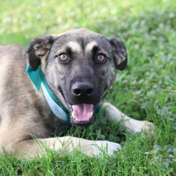 Castle -  Shepherd and Mixed Breed Dog for Adoption in Hagerstown, Maryland - Castle | PetCurious