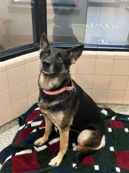 German Shepherd Dog Dogs Available for Adoption - Amaya | PetCurious