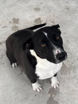 American Staffordshire Terrier Dogs Available for Adoption in Boulder City, Nevada - Ace | PetCurious