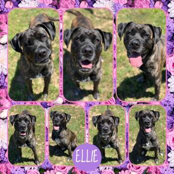 Bullmastiff and Mixed Breed Dogs Available for Adoption in Fort Smith, Arkansas - Ellie | PetCurious