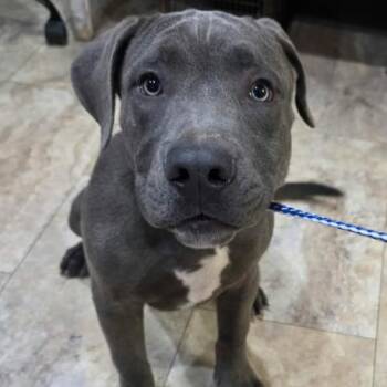 Thunder -  Pit Bull Terrier and Mixed Breed Dog for Adoption in Fort Collins, Colorado - Thunder | PetCurious