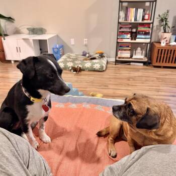 Whippet and Dachshund Dogs Available for Adoption - Bubble Guppy - Is A Gentle Lady | PetCurious