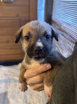 26-115 Journey "JUST ARRIVED" -  Shepherd and Cattle Dog Dog for Adoption in Richardson, Texas - 26-115 Journey "JUST ARRIVED" | PetCurious