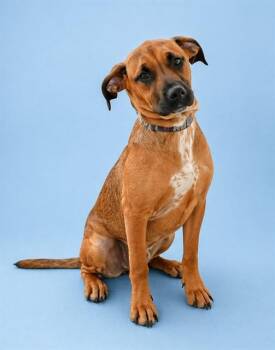 Black Mouth Cur and Mixed Breed Dogs Available for Adoption in Westminster, Maryland - VERITY | PetCurious