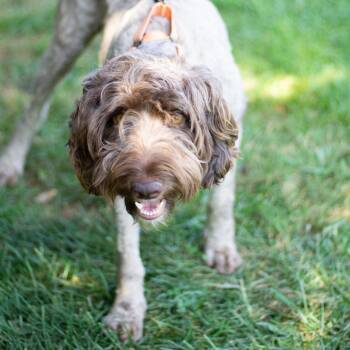 Rescue Poodle and Mixed Breed Dogs for Adoption in Cumming, Georgia - Layla Lily 21856 | PetCurious