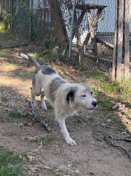 Rescue Petit Basset Griffon Vendeen and Terrier Dogs for Adoption in Corsicana, Texas - Snoopy | PetCurious
