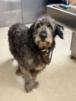 MAURICE -  Irish Wolfhound and Mixed Breed Dog for Adoption in Riverside, California - MAURICE | PetCurious