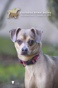 94678a Steven -  Chihuahua and Mixed Breed Dog for Adoption in North Charleston, South Carolina - 94678a Steven | PetCurious