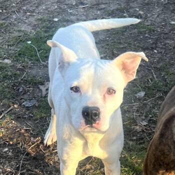 Pit Bull Terrier Dogs Available for Adoption - Pete | PetCurious