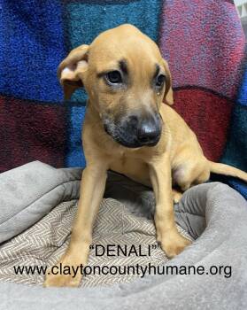 Rescue Catahoula Leopard Dog Dogs for Adoption in Locust Grove, Georgia - Danali | PetCurious