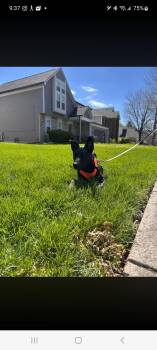 German Shepherd Dog and Hound Dogs Available for Adoption in Lewis Center, Ohio - April | PetCurious