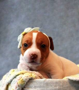 Pit Bull Terrier Dogs Available for Adoption - Daphne | PetCurious