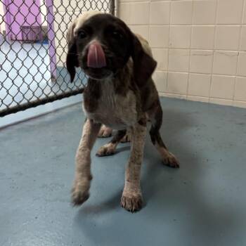 Castle -  Mixed Breed Dog for Adoption in Lufkin, Texas - Castle | PetCurious