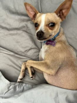 Rescue Chihuahua Dogs for Adoption in Visalia, California - Tony | PetCurious