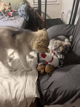 Shepherd and Alaskan Malamute Dogs Available for Adoption - Lucy | PetCurious