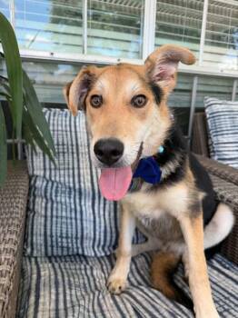 German Shepherd Dog and Beagle Dogs Available for Adoption in Houston, Texas - Ozzwald | PetCurious
