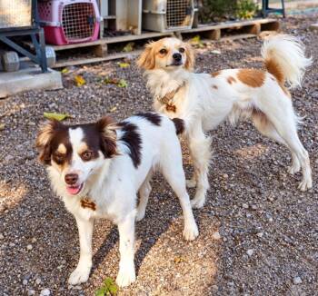 Mocha & Latte -  Chihuahua and Terrier Dog for Adoption in Golden Valley, Arizona - Mocha & Latte | PetCurious