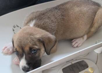 Stan -  Beagle and Feist Dog for Adoption in Cleveland, Tennessee - Stan | PetCurious