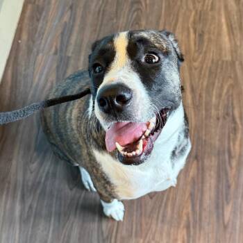 KENICKLE AKA Jasmine -  Yellow Labrador Retriever and Great Pyrenees Dog for Adoption in Loxahatchee Groves, Florida - KENICKLE AKA Jasmine | PetCurious
