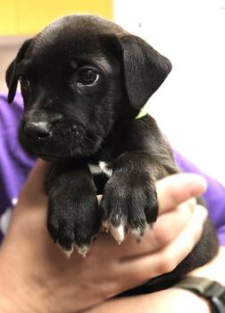 Labrador Retriever and Retriever Dogs Available for Adoption - Kitt | PetCurious