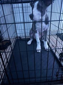 ACE #2 -  Pit Bull Terrier Dog for Adoption in Chandler, Arizona - ACE #2 | PetCurious