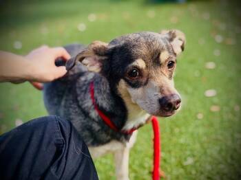 LUCKY -  Chihuahua and Yorkshire Terrier Dog for Adoption in Orlando, Florida - LUCKY | PetCurious