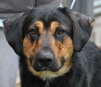 Rescue German Shepherd Dog Dogs for Adoption in Hayward, Wisconsin - Junior | PetCurious