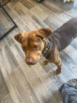 Dogue De Bordeaux and Labrador Retriever Dogs Available for Adoption in Nashville, Georgia - Delphine | PetCurious