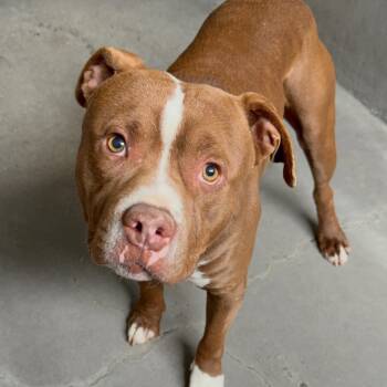 Rescue Pit Bull Terrier Dogs for Adoption in Los Angeles, California - Lorenzo A5737709 | PetCurious