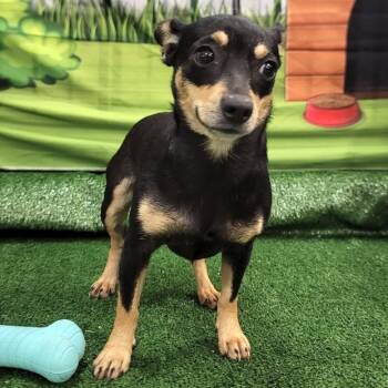 Portia -  Chihuahua Dog for Adoption in Vaughan, Ontario - Portia | PetCurious