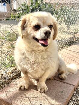 Spaniel and Pomeranian Dogs Available for Adoption - Archer | PetCurious