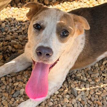 Elanor -  Australian Cattle Dog Blue Heeler and Pointer Dog for Adoption in Columbus, Georgia - Elanor | PetCurious