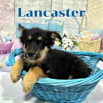 Mixed Breed Dogs Available for Adoption - Lancaster | PetCurious