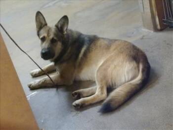 Rescue German Shepherd Dog and Mixed Breed Dogs for Adoption in Sacramento, California - FIYERO | PetCurious