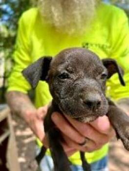 Mixed Breed Dogs Available for Adoption in West Chester, Pennsylvania - Pansy | PetCurious