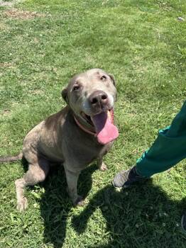 Danbyer / Lyra -  Labrador Retriever Dog for Adoption in Broomfield, Colorado - Danbyer / Lyra | PetCurious