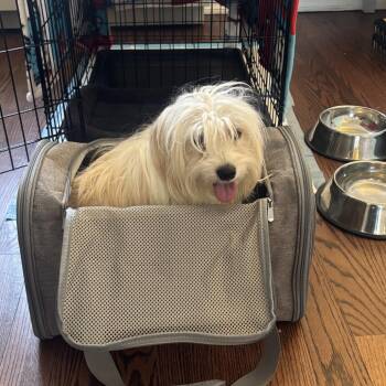 Havanese Dogs Available for Adoption in New York, New York - Apple | PetCurious